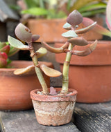 Petite Terracotta Clay Pots