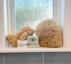 4 sizes of natural sea sponges featured with donkey milk soap and cream
