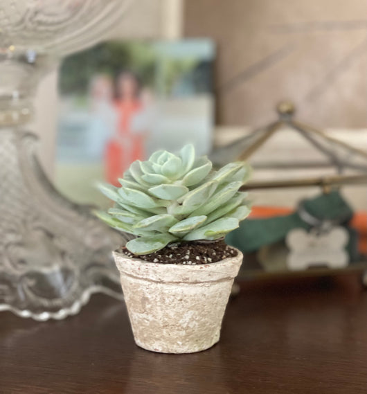 mini succulents in terracotta pots Petite Terracotta Clay Pots – Opal .R. Helm