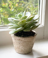 Petite Terracotta Clay Pots